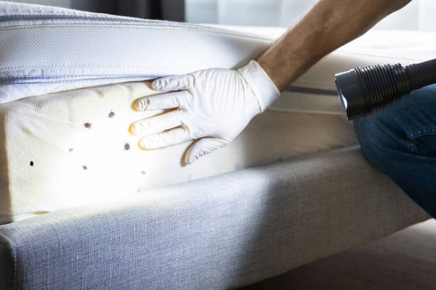 Best Wasp Removal Services  in New Franklin, OH