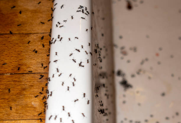 Best Pest Prevention Services  in New Franklin, OH