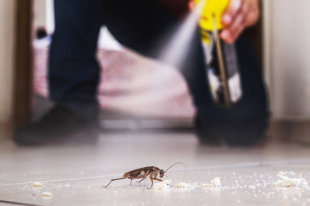 Trusted New Franklin, OH Pest Control Experts